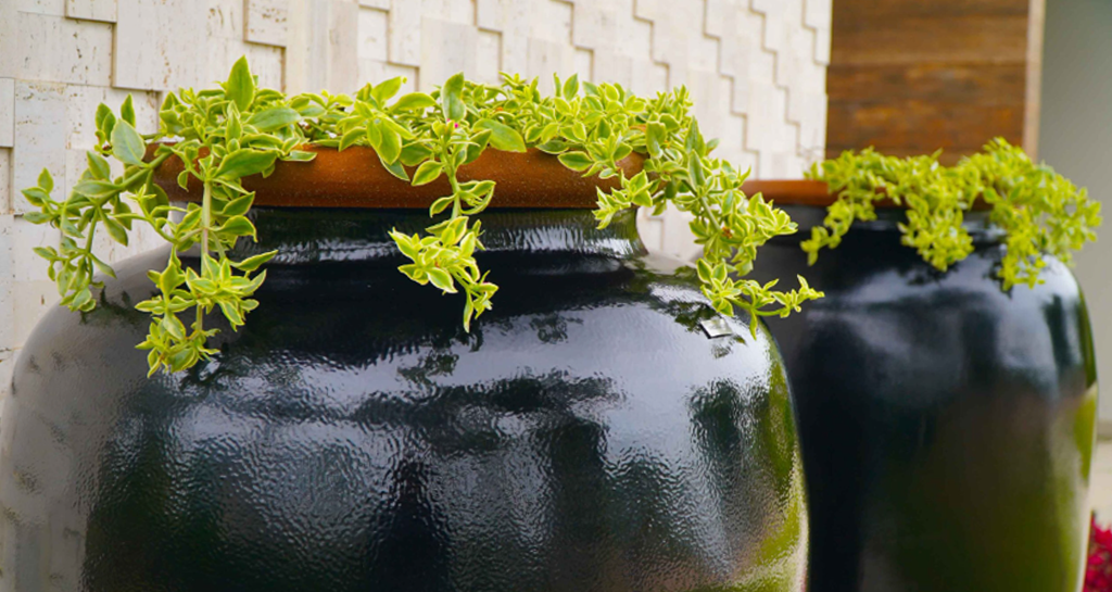 Plantas de Forração Para Vasos: Confira 7 espécies - Vaso & Cor Blog
